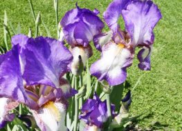 012 - minnie colquitt 1942